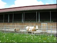 Kuhstall Auslauf 4