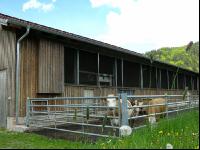 Kuhstall Auslauf 3