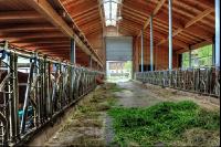 Rinder Laufstall 24