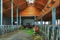 Rinder Laufstall 23