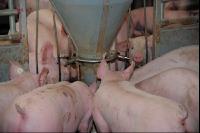 Schweine fressen 21