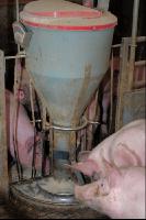 Schweine fressen 19