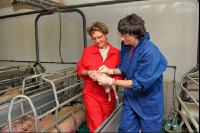 Tierarzt Hautprobe 2