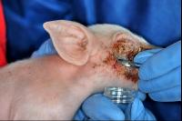 Tierarzt Hautprobe 4