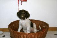 Münsterländer J 3