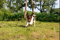 Münsterländer J 1