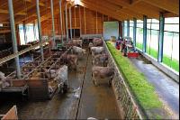 Braunvieh Laufstall 2