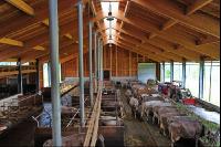 Braunvieh Laufstall 4