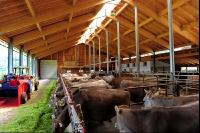 Braunvieh Laufstall 7