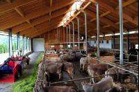 Braunvieh Laufstall 8