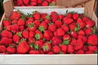 Erdbeeren