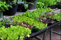 Gartenpflanzenkauf 2