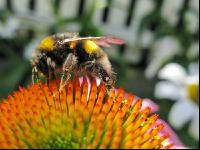 Hummel 1