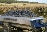 Weinlesen 46