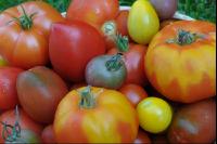 Tomatenvielfalt 6
