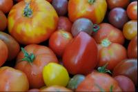 Tomatenvielfalt 5