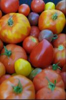 Tomatenvielfalt 4