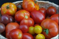 Tomatenvielfalt 3