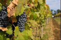 Weinlesen 50