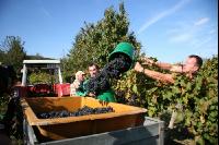 Weinlesen 49