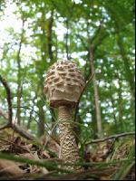 Parasol 4