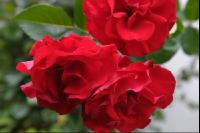 Rose 3