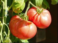 Fleischtomate 4