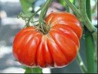 Fleischtomate 3