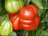 Fleischtomate 2
