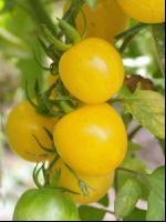 Pfirsichtomate 1