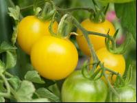 Pfirsichtomate 2