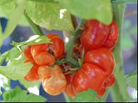 Reisetomate 1