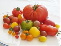Tomatenvielfalt 8