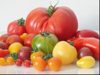 Tomatenvielfalt 7