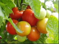 Tomate 6