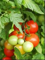 Tomate 7
