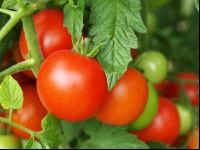 Tomate 8