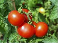 Tomate 9