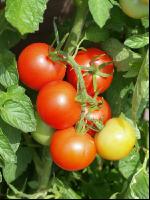 Tomate 10