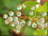 Heidelbeere unreif 1