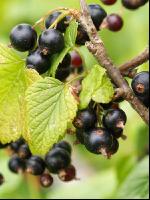 Johannisbeere schwarz 3