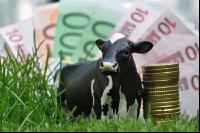 Finanzen Rinder 19