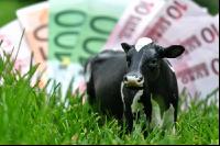 Finanzen Rinder 18