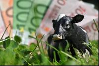 Finanzen Rinder 17