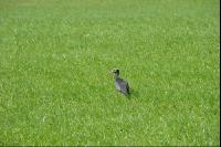Waldrapp 4