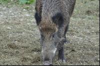 Wildschweine 15