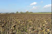 Sonnenblumen Ernte 17