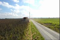 Sonnenblumen Ernte 4