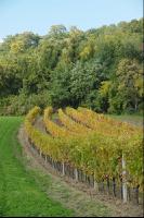 Vineyard autumn 25