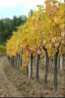 Weingarten Herbst 27